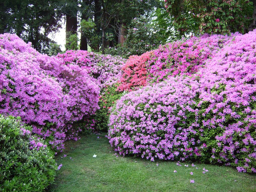 Charming Glicine And Azalea House Art And Colour With Lakeview Cadenabbia Camera foto